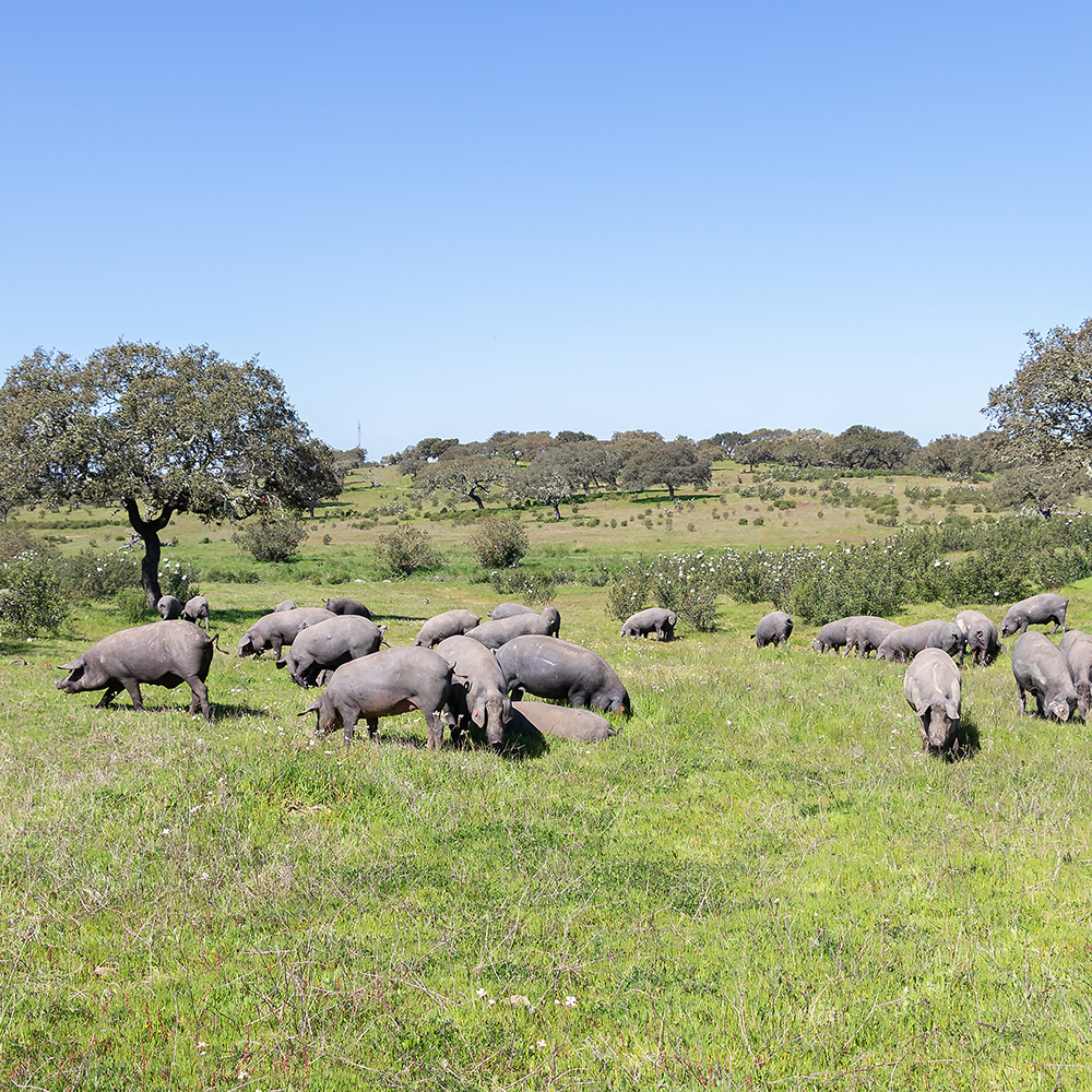 Iberian pigs grazing in the Huelva countryside. Pigs in the pasture with holm oaks in Andalusia, Spain